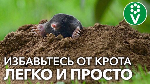 Как я избавился от кротов при помощи чистотела. Рассказываю про простой и экологичный способ борьбы с кротами