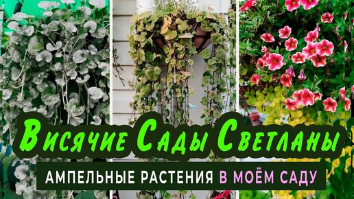 Обзор АМПЕЛЬНЫХ РАСТЕНИЙ и ЛИАН в моём саду. Уход и зимовка.