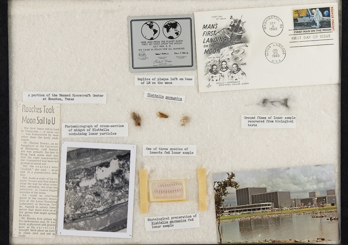 Оказывается, 3 мёртвых таракана - национальное достояние США