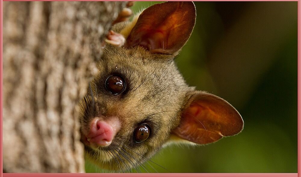 Австралийский приятель. Фото из архива "7 секретов"