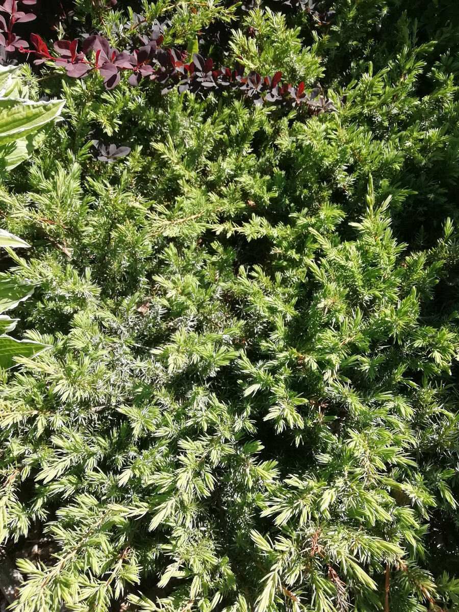 Можжевельник стеляющий, сорт не знаю 🤩. 