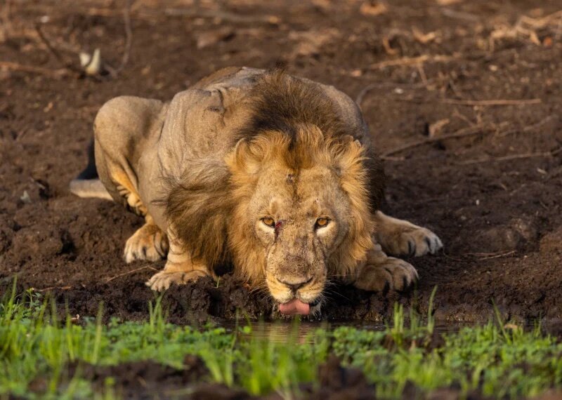 Pin by Susan Del Toro on LEONES Lion pictures, World lion day, Lion images