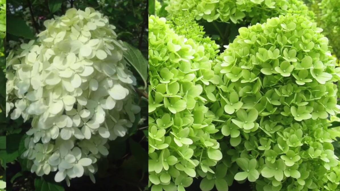 Hydrangea paniculata Limelight
