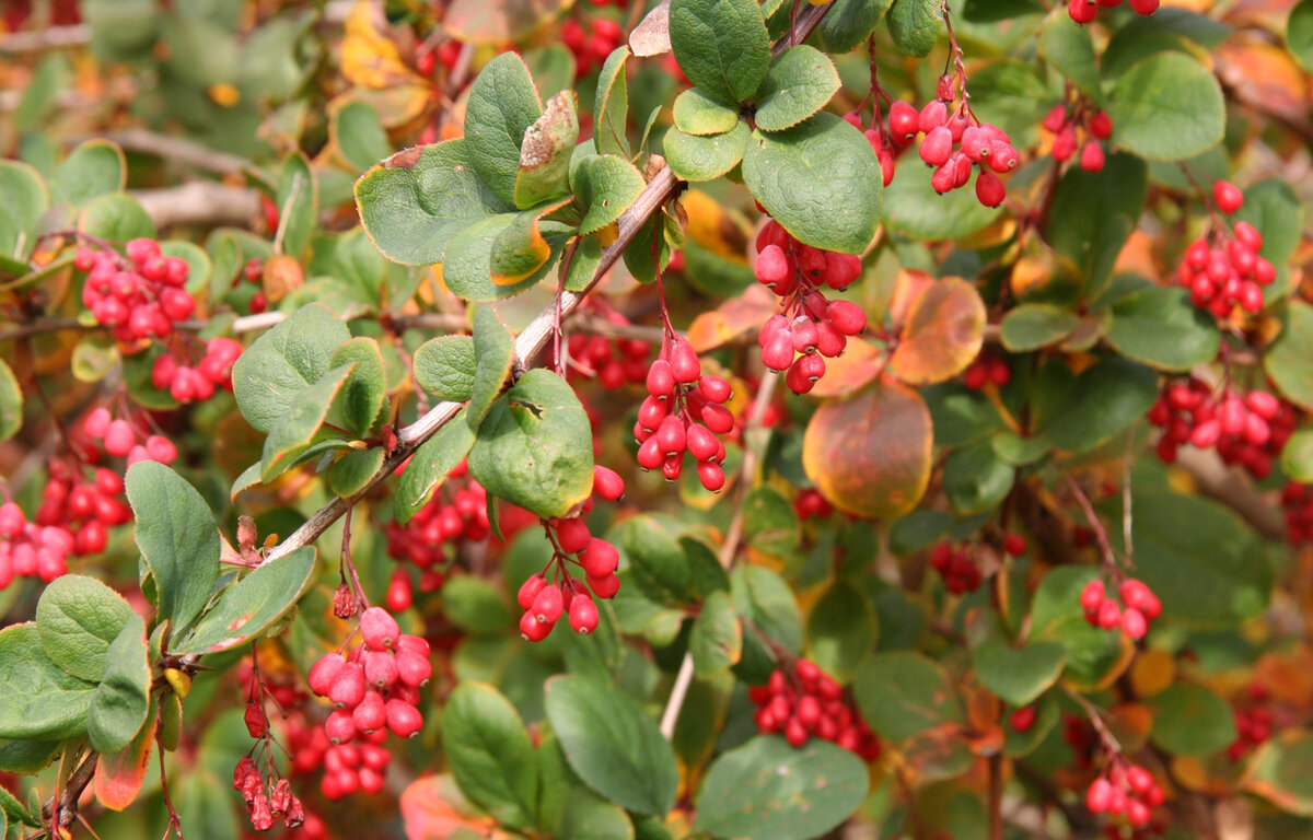 Барбарис Амурский Berberis amurensis Maxim