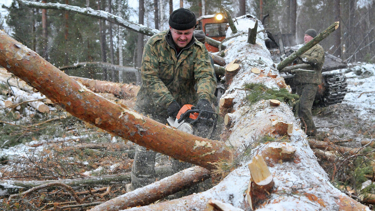    Рубка леса в Челябинской области© РИА Новости . Александр Кондратюк