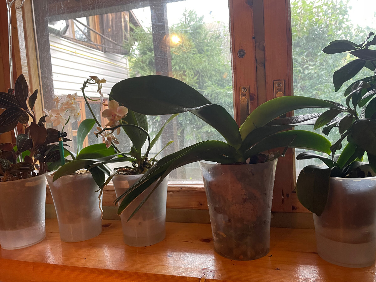 На подоконнике красуется