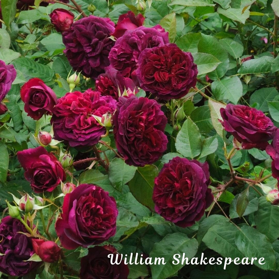 розы нельзя