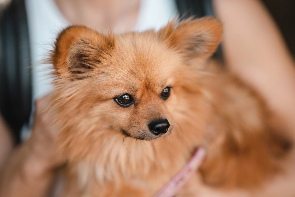 Особенный Фунтик продолжает искать дом. Москва и МО | Ирина Дорн 🐶🐱 | Дзен