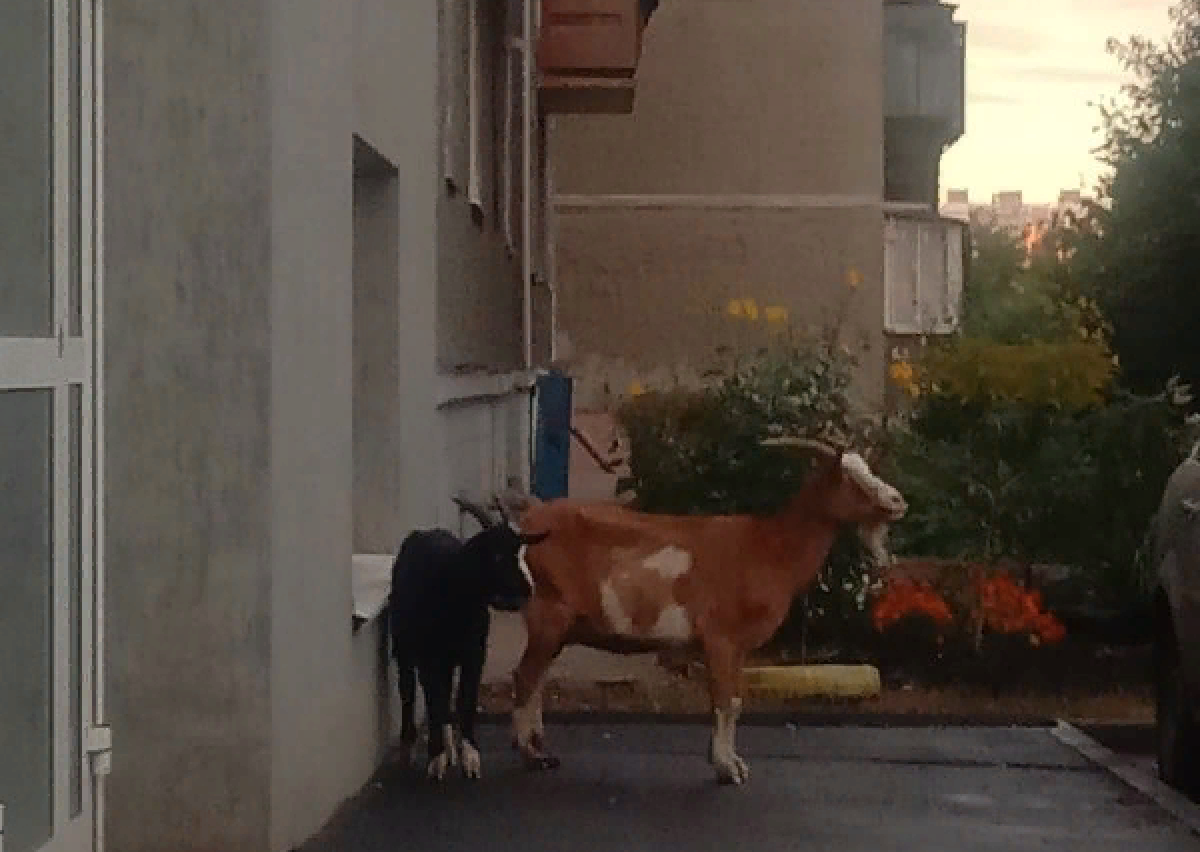    Козы пытались попасть в здание следственного комитета в Копейске