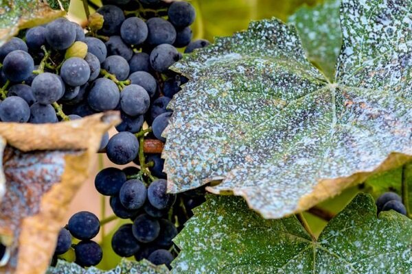 Оидиум на винограде