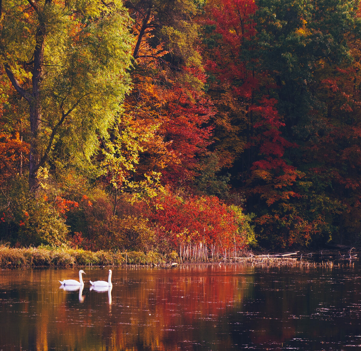 Какие бы ни были события, природа неизменна. И поражает нас красотой и гармонией. Изображение unsplash.com