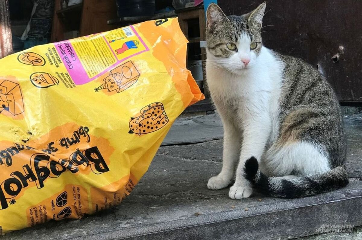    Кошкин дом. Волонтер из Северодонецка спасает брошенных домашних животных