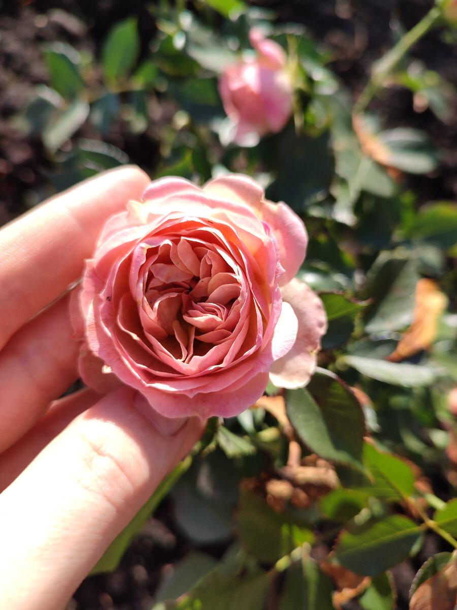 Моя последняя садовая красота, остальные цветы уже замерзли