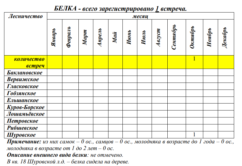 Единственная белка парка сидела на дереве в Шуровском лесничестве