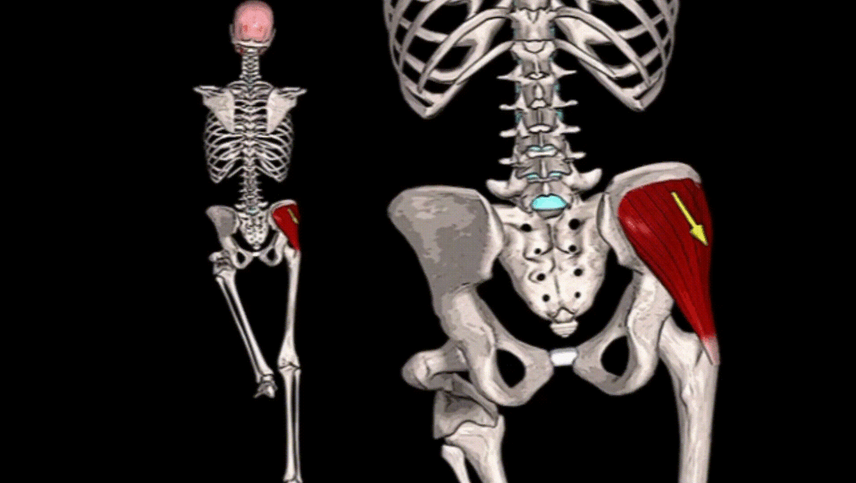 Средняя ягодичная стабилизирует таз
