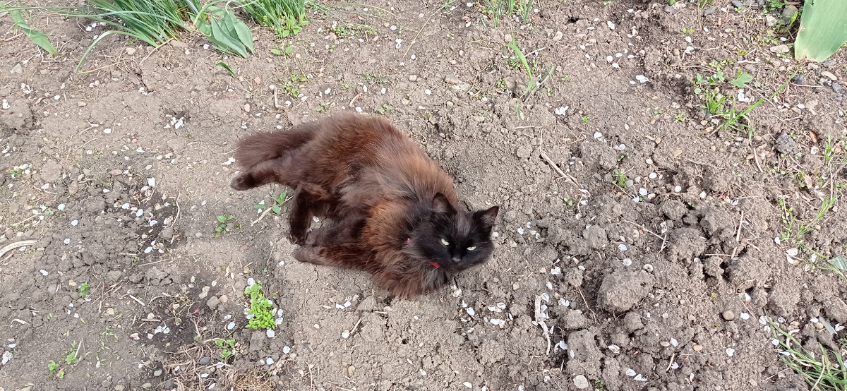 Вот он - мой красавчик Хома. Был у меня с рождения. Прожил 8 лет... 