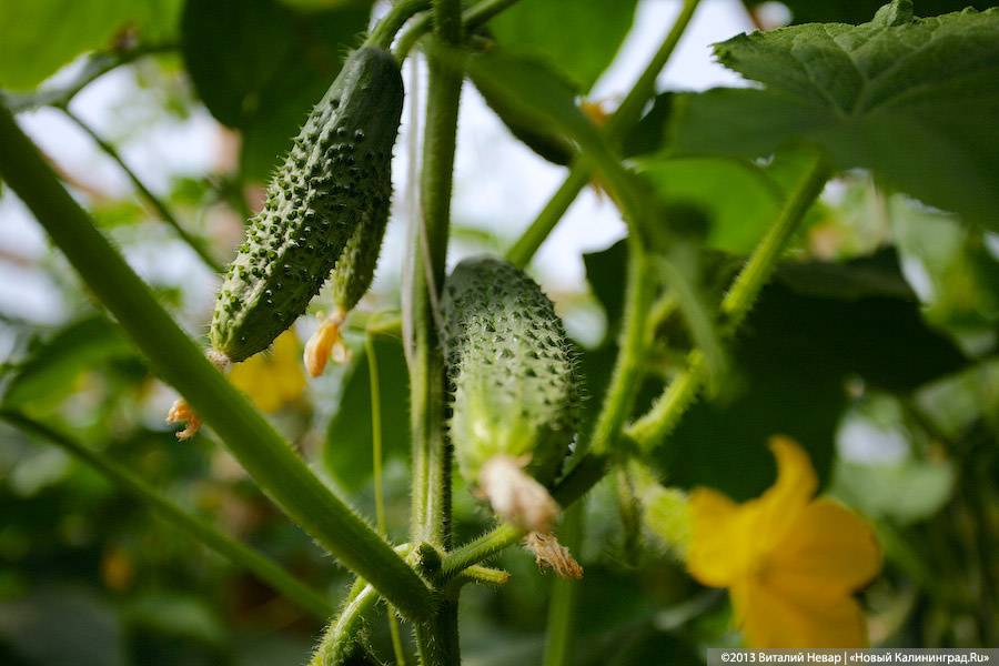 Фото: Виталий Невар / Новый Калининград