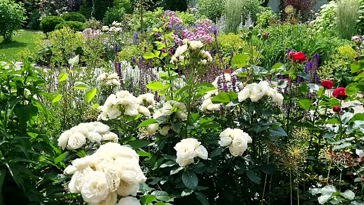 На фото розарий Натальи Козырецкой