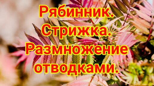 Рябинник. Обрезка. Размножение отводками.