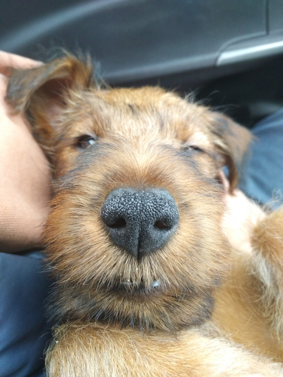 Знакомьтесь - маленький Бродерик Нежное Пламя