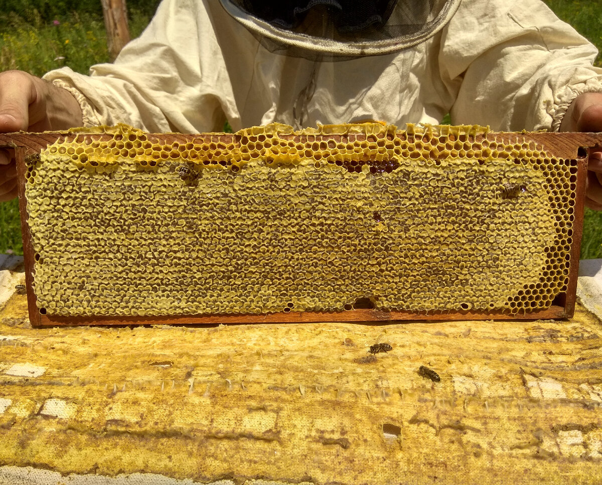 Идеи на тему «Мёд и пчелы» (42) | рисунки пчел, пчелинное искусство, пчела
