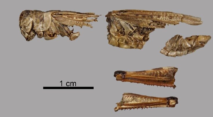     Остатки североамериканской саранчи (Melanoplus spretus), найденные в пещере Крипт Evan Pellegrini et al. / Journal of Archaeological Science: Reports, 2022