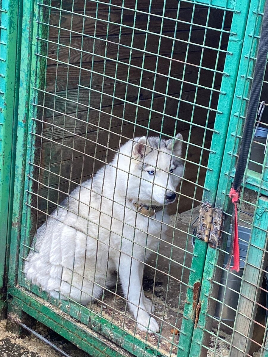 Посетил приют для бездомных животных. | Павел Гусев | Дзен