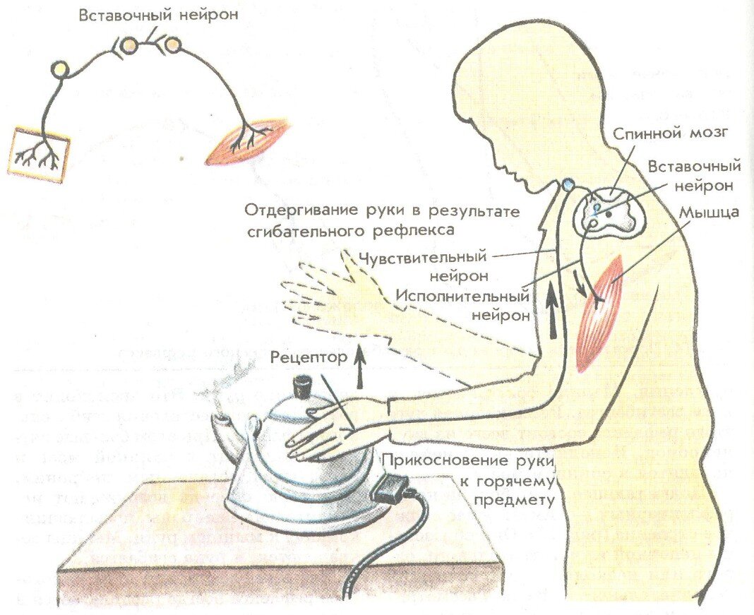 Соматический безусловный рефлекс отдергивания руки от горячего предмета рисунок 78