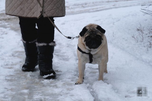    Снег Наталья Стрельцова © ИА REGNUM