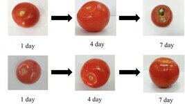    Так изменились продукты за 7 дней в нанопленке. Фото: Nature