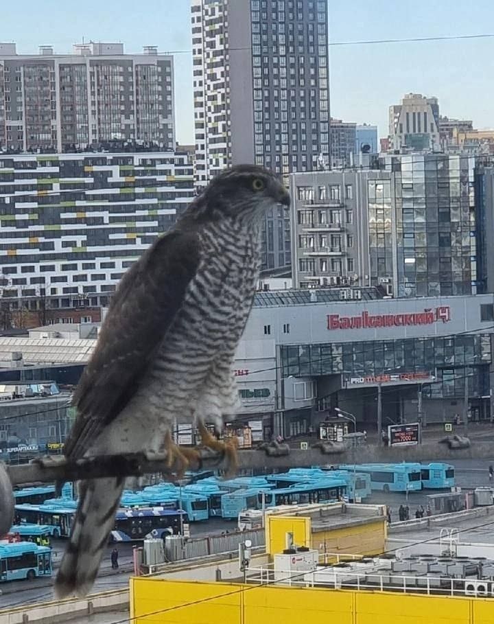 
В Купчино к окошку на верхнем этаже прилетел. 
Кто это?👀