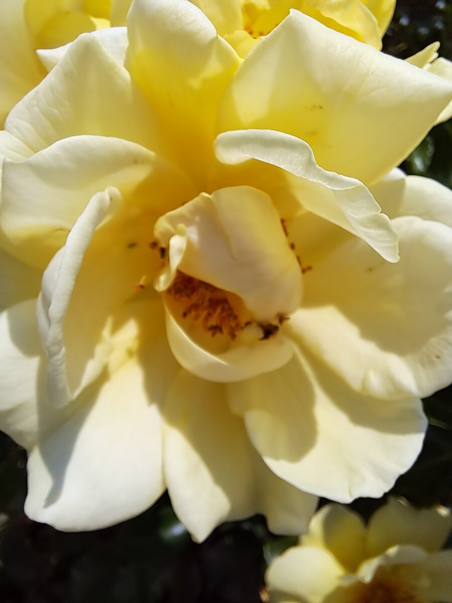 Личное фото автора. Макромир