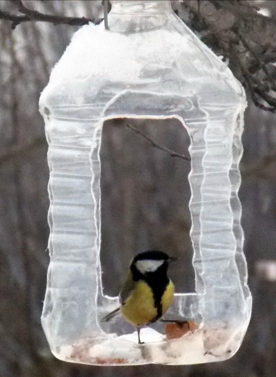Кормушка для птиц из пластиковой 5л бутылки фото