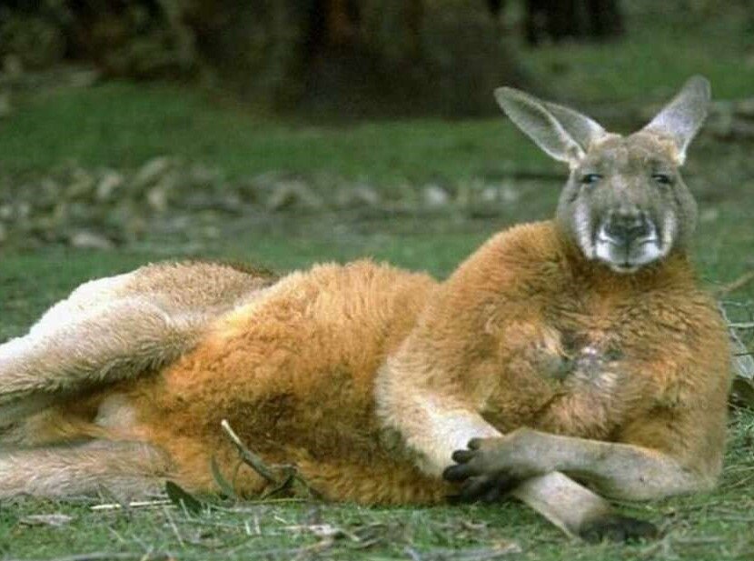 Из просторов Инета.