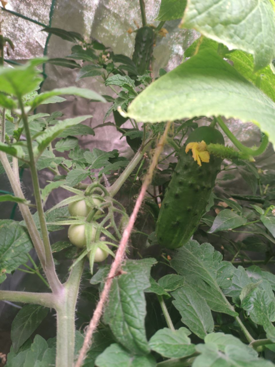 Всем Доброго дня! А вот и новости Фиолетового блога🙃 Пришло время сделать краткий обзор того, как сейчас поживают наши растишки на площади 1,36м2. А вот что бывает если проморгать рост пасынка.-4