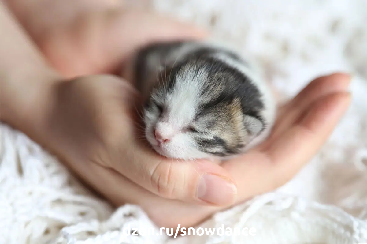 Зрение очень важно для кошек. Хотя у кошек зрение не так совершенно, как слух или обоняние, оно необходим для жизни этих мелких хищников. Новорожденные котята, однако, полностью слепы.-2