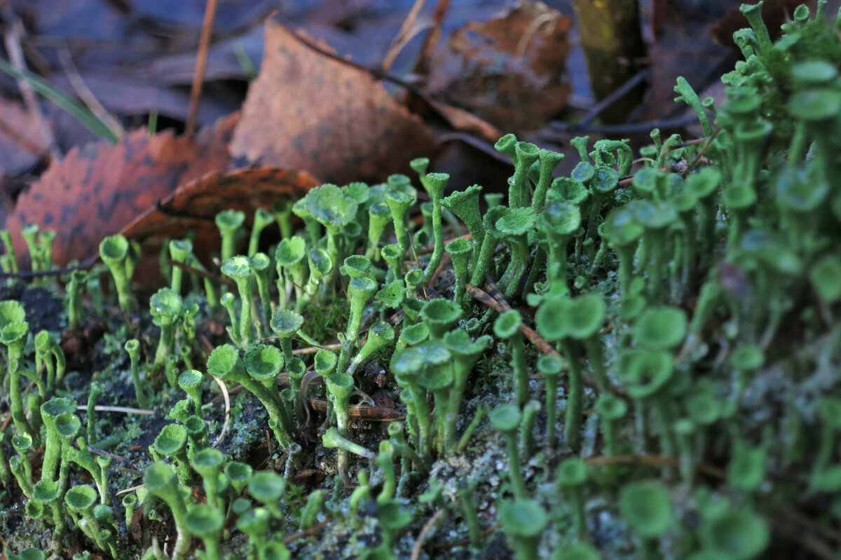 кладония бахромчатая фото автора