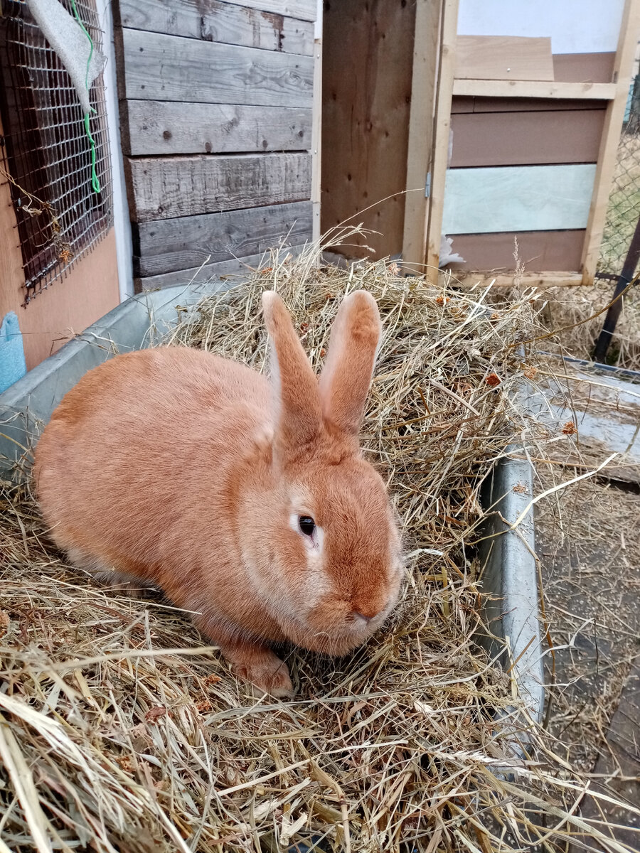 Везём сено с помощником 😄