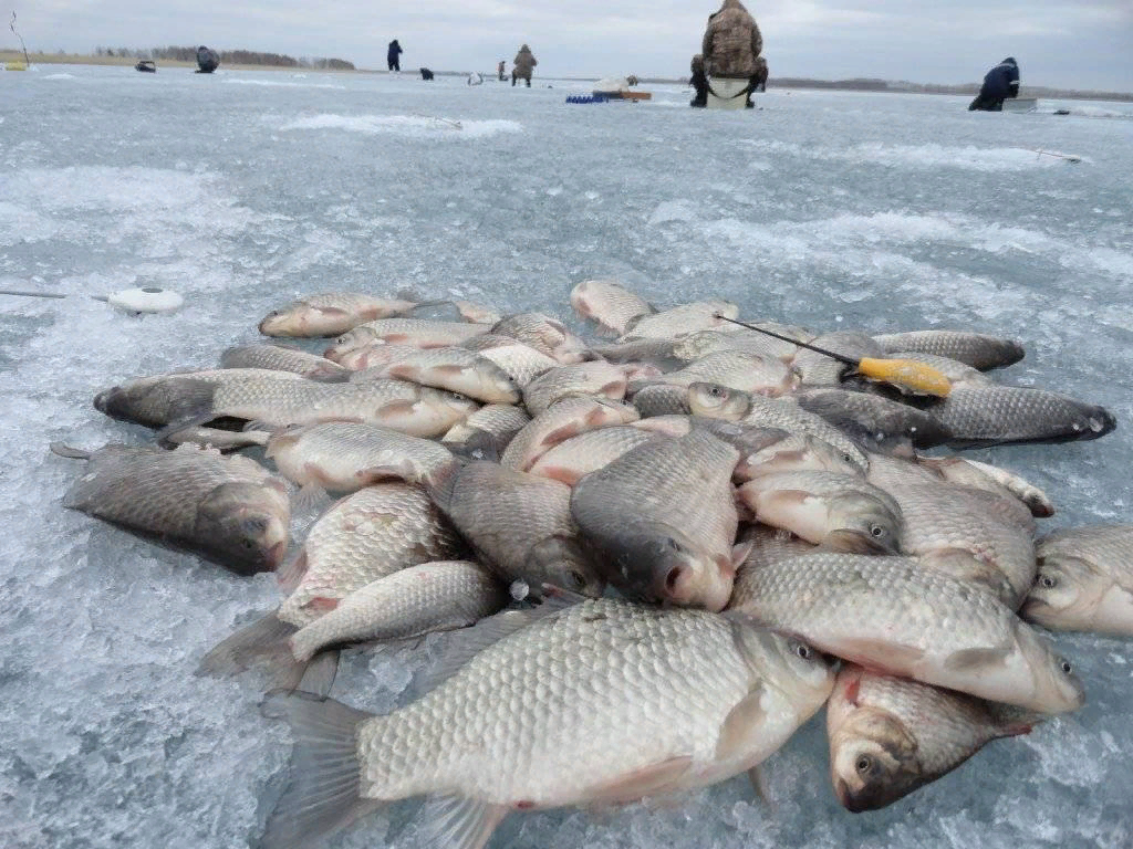 Рыба на льду