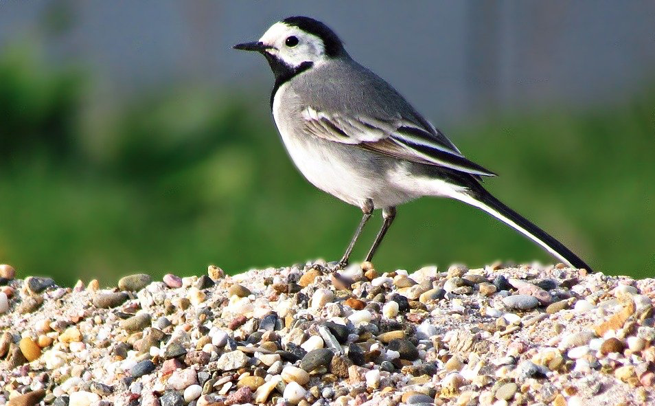 Фото pixabay.com