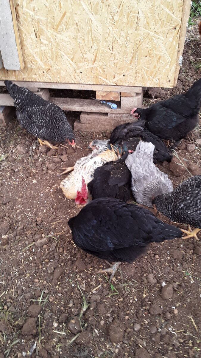 Яйценоские куры породы доминант.