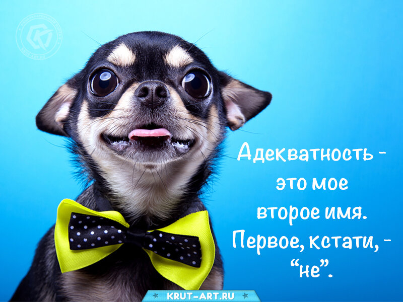 Смешная картинка с Чихуахуа — Адекватность — мое второе имя, второе, кстати, — «не»