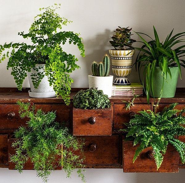 Дети алоэ и гибридный кактус: 20 роскошных растений, которые могут поселиться у вас дома