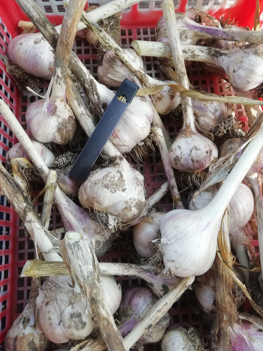 Чеснок после просушки