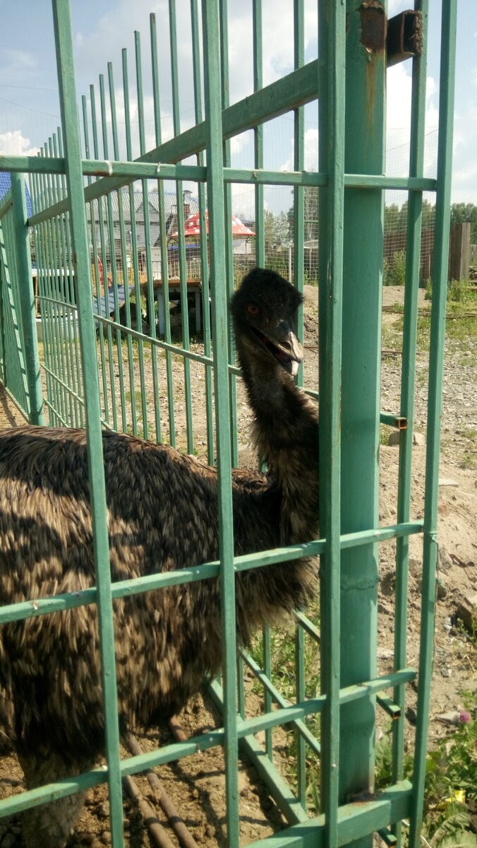 А это страус, которого мы видели в зоопарке. Фото автора