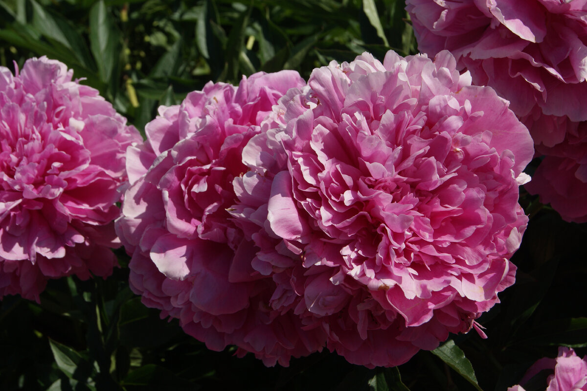 Пионы из ботанического сада МГУ. Фото автора. Июль 2022 года.