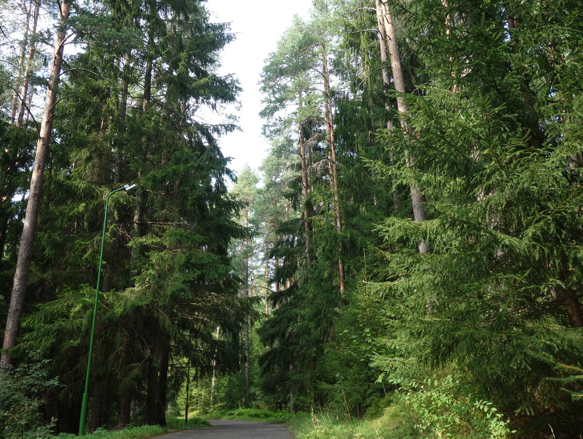 Дорога к музею асфальтирована, но идёт по настоящему лесу>>>