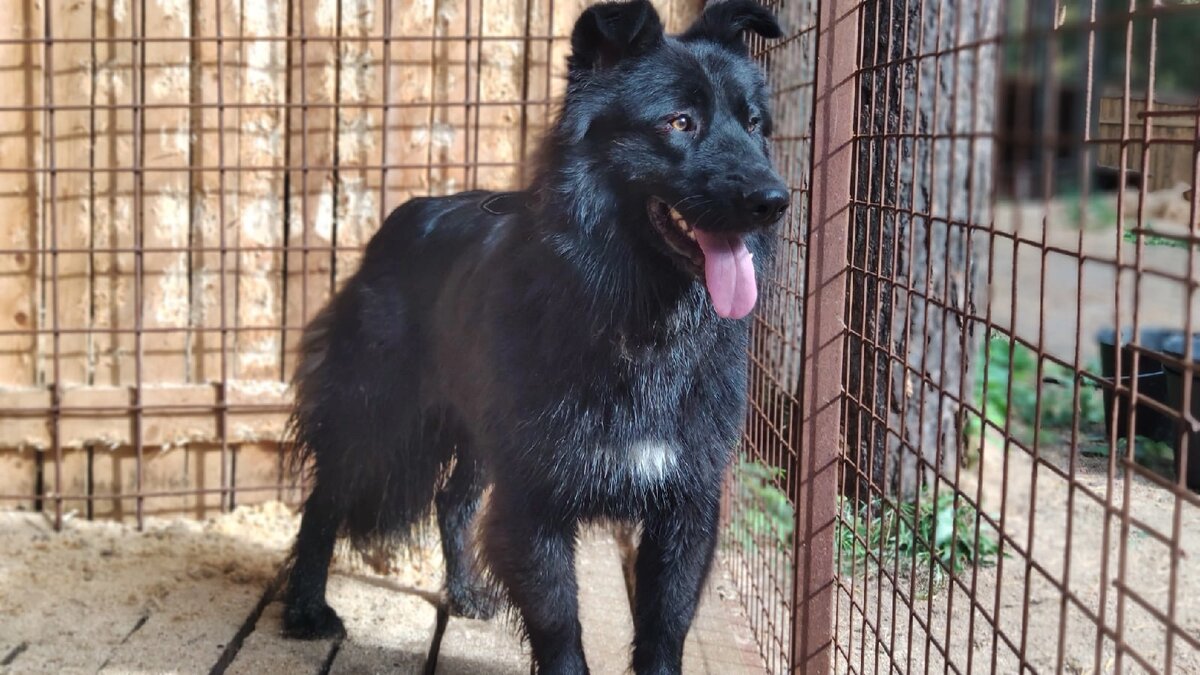 Зара- невероятно шикарная собака. С густой и шелковистой шубкой.