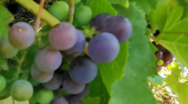    Виноград сможет пережить изменение климата при отказе от обычных шпалер