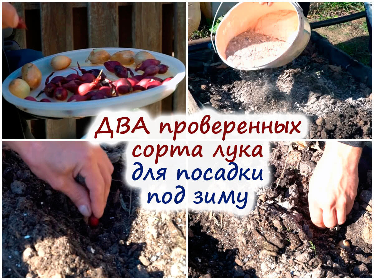 Как садить осенью лук севок под зиму. Лук под зиму сорта и когда сажать. Как подготовить лук к посадке весной в открытый грунт.